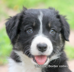 Tricolour FEMALE border collie puppy